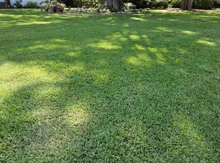 Mohamed D.'s turf maintenance service result