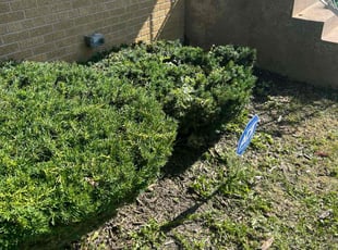 Cassandra I.'s Bush Trimming service result