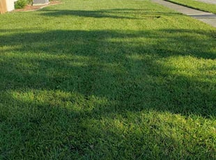 Laci S.'s grass maintenance service result
