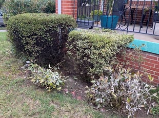 Kim S.'s Bush Trimming service result