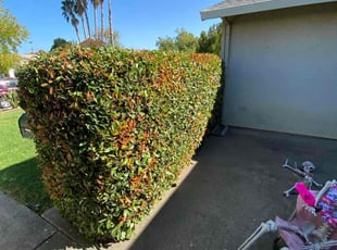 Nina M.'s Bush Trimming service result
