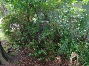 Amirshahram H.'s Bush Trimming service result