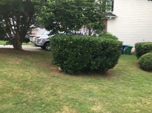 Ivy A.'s Bush Trimming service result