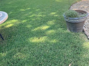 Cassandra W.'s lawn service service result