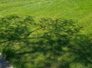 Jessica M.'s lawn care service result