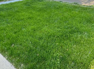 Cheryl T.'s lawn service service result