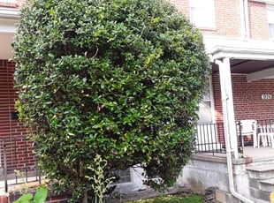Frank K.'s Bush Trimming service result
