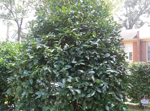 Andrea C.'s Bush Trimming service result