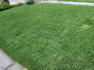 Teri G.'s grass cutting service result
