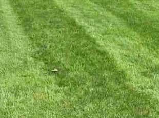 Cindy B.'s lawn care services service result