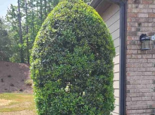 Kim K.'s Bush Trimming service result