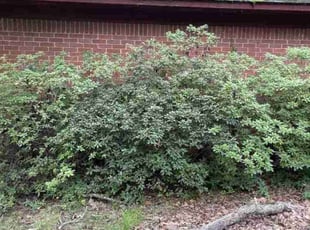 Jaurequi C.'s Bush Trimming service result