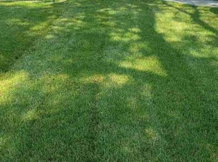 Georgiy Y.'s lawn maintenance service result