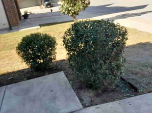 Alyssa V.'s Bush Trimming service result