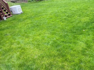 Dorene B.'s lawn service service result