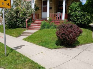 Isaiah B.'s Long Grass Cleanup service result