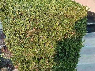 Ratnesh M.'s Bush Trimming service result