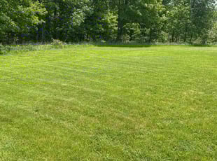 Desiree F.'s turf maintenance service result