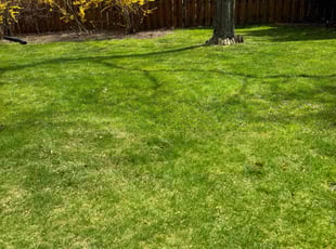 David S.'s lawn care service result