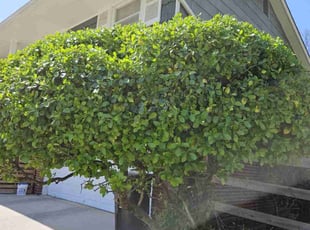 Ra S.'s Bush Trimming service result