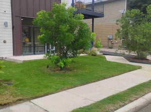 Antonio S.'s lawn care services service result