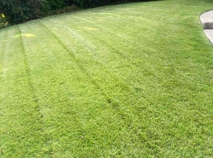 Leigh A.'s lawn care service result
