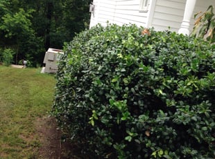 James B.'s Bush Trimming service result