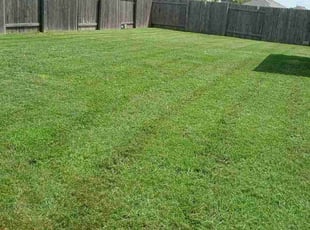 Janeen R.'s grass maintenance service result