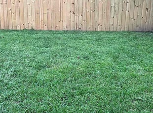 Blake Y.'s lawn maintenance service result