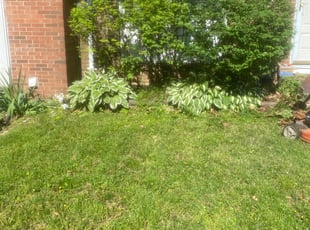 Whitney N.'s Bush Trimming service result