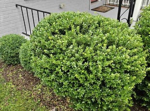 Sophie S.'s Bush Trimming service result
