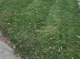 Jacquelyn S.'s lawn maintenance service result