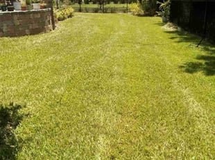 Christopher H.'s lawn service service result