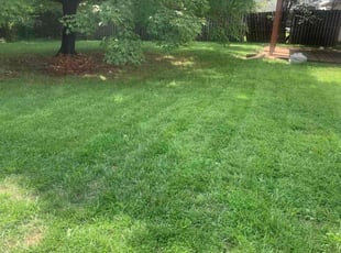 David L.'s lawn care service result