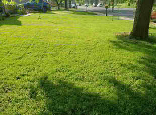 Jeremiah K.'s lawn care service result
