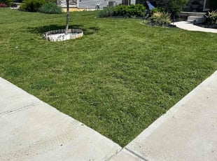 Veronica C.'s turf care service result