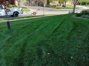 David B.'s lawn care service result