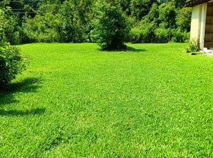 Mary F.'s grass maintenance service result