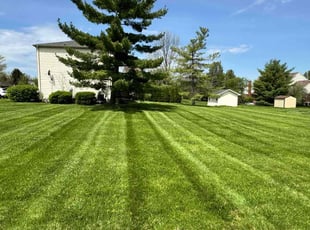 Amber B.'s grass maintenance service result