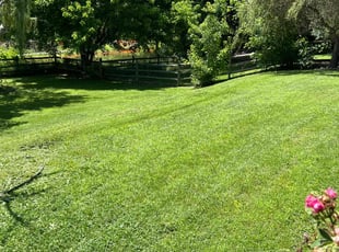 Youngsun C.'s lawn service service result