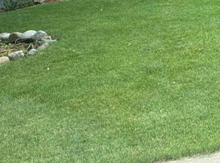 Christine U.'s turf maintenance service result