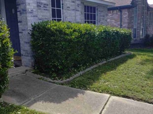 Ayana P.'s Bush Trimming service result