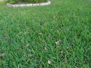 Linda C.'s grass maintenance service result