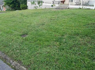 Kim T.'s lawn care service result