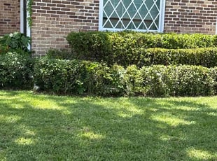 Vanessa D.'s Bush Trimming service result