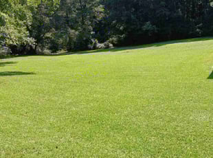 Anita A.'s lawn care services service result