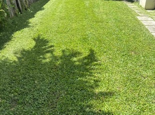 Debra W.'s lawn care service result