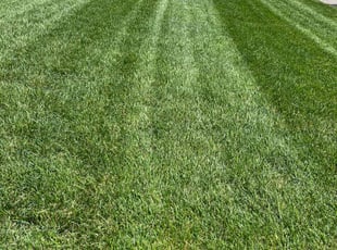 Travis C.'s grass cutting service result