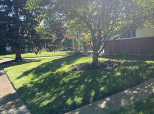 Brandon D.'s grass maintenance service result