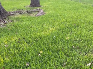 Jeff B.'s landscape maintenance service result